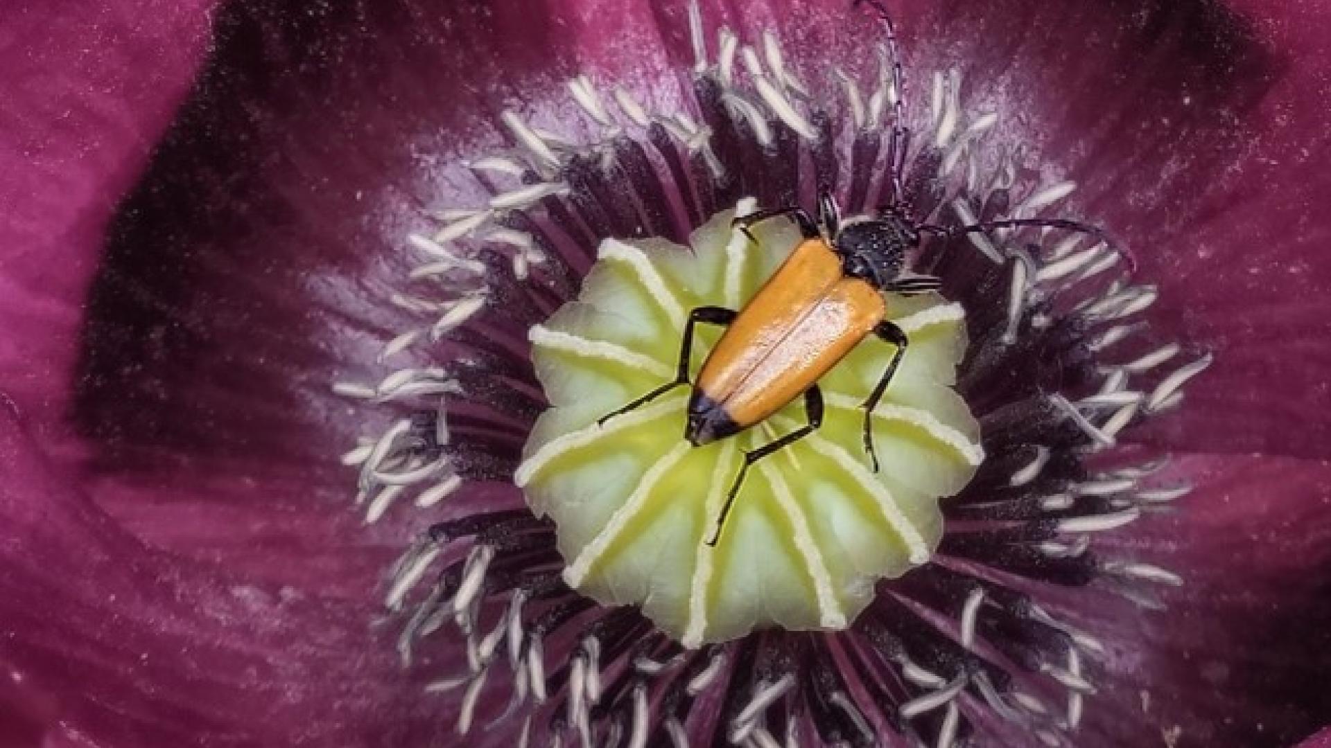 Flora & Fauna nieuws juli 2024