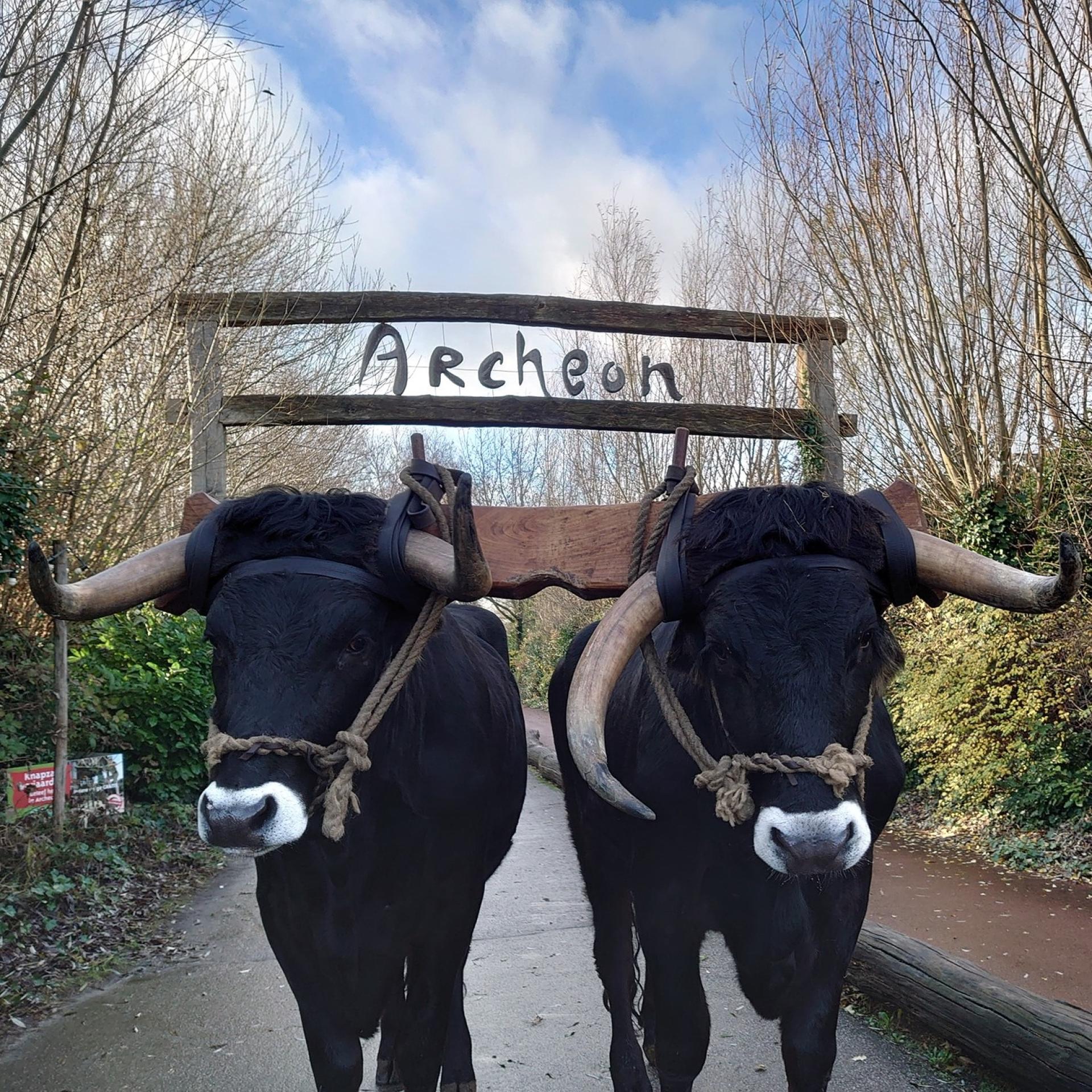 Lezing: Geschiedenis Ossen (Nederland en Archeon)