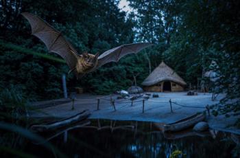 Lezing mét excursie: De vleermuizen in Archeon