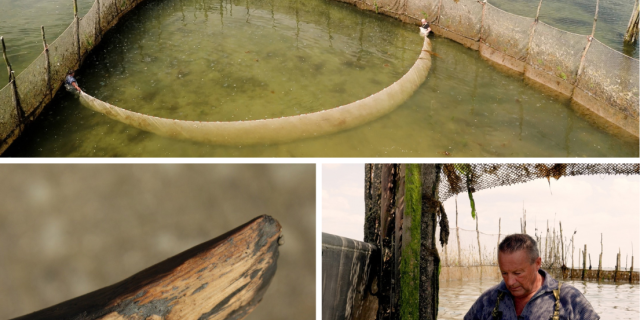 Collage Hout.png