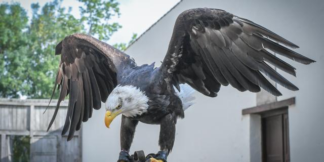 MIN DT&V vogelshow-8882.jpg