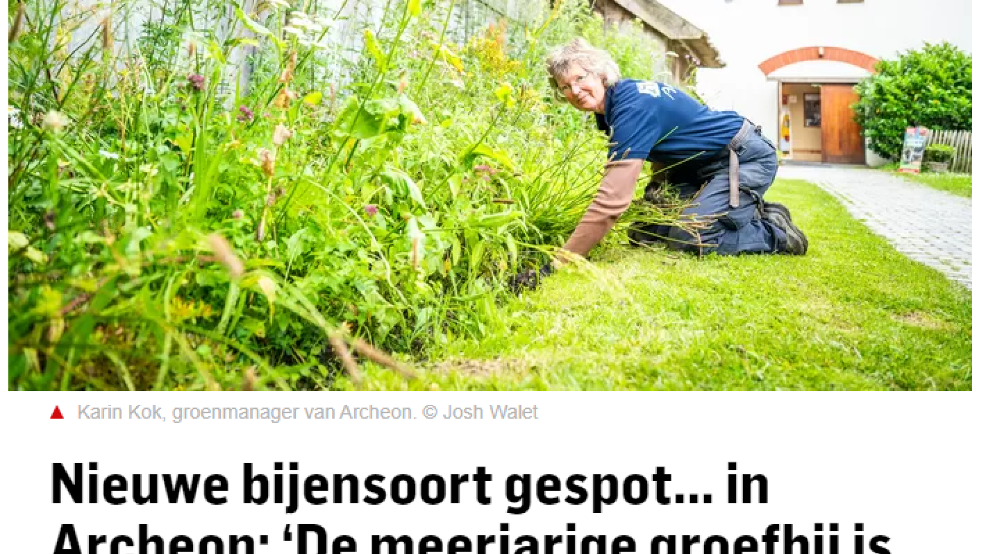 Nieuwe bijensoort gespot... in Archeon