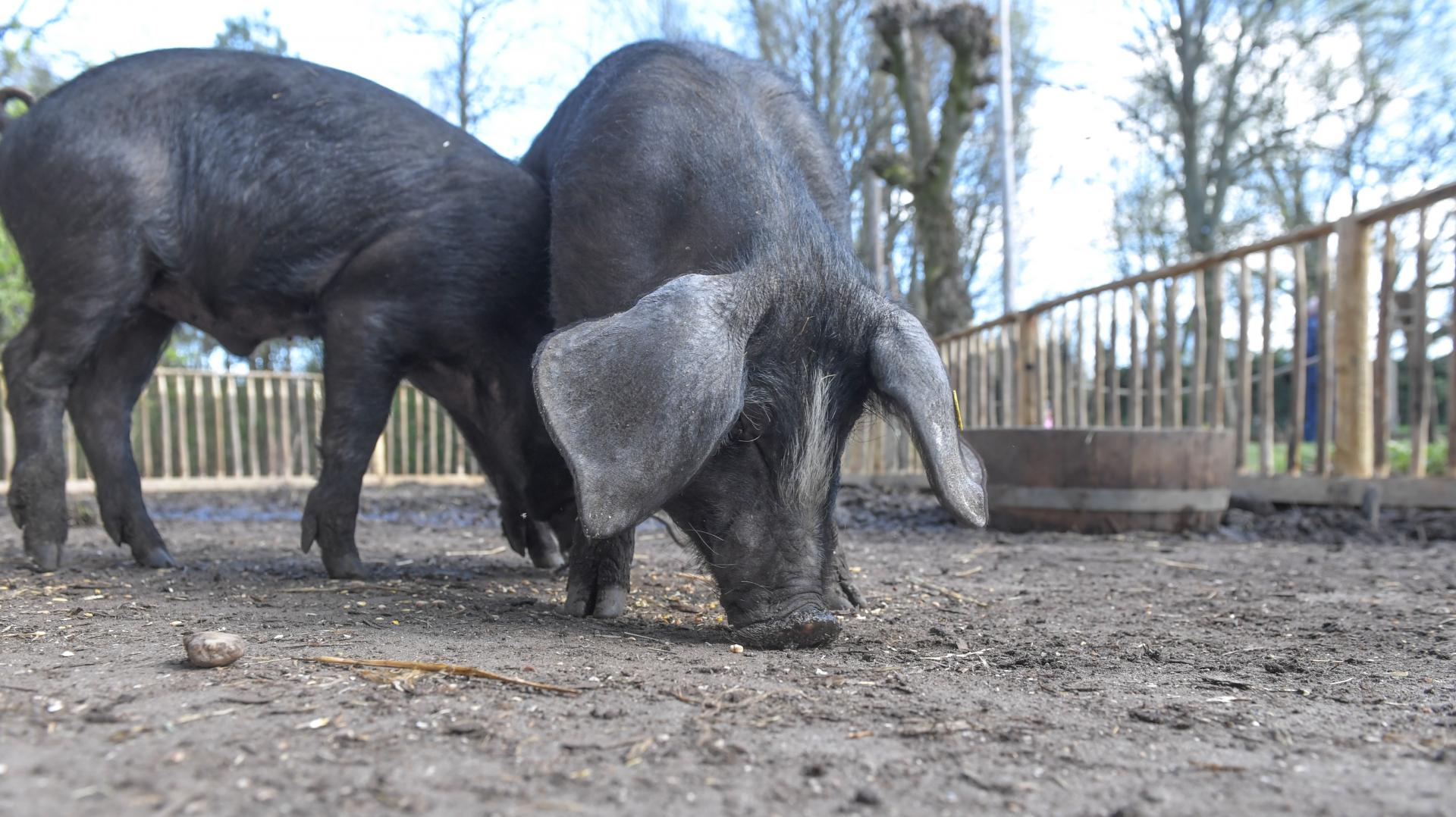 Nieuwe inwoners in Gravendam