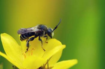 Meer en bijzonderder bijen in Leiden en omgeving