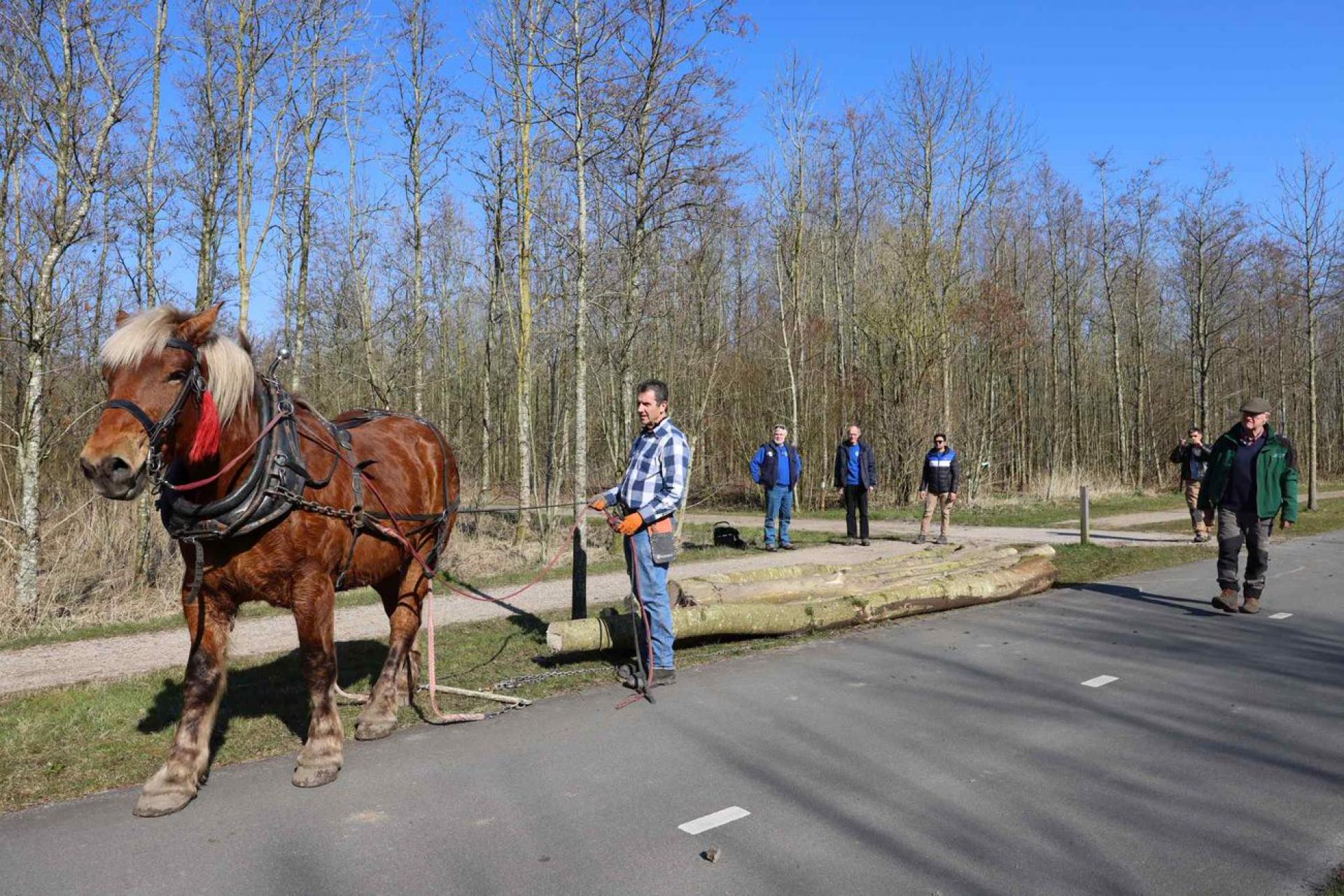 Bentwoud levert hout Zwammerdamschepen