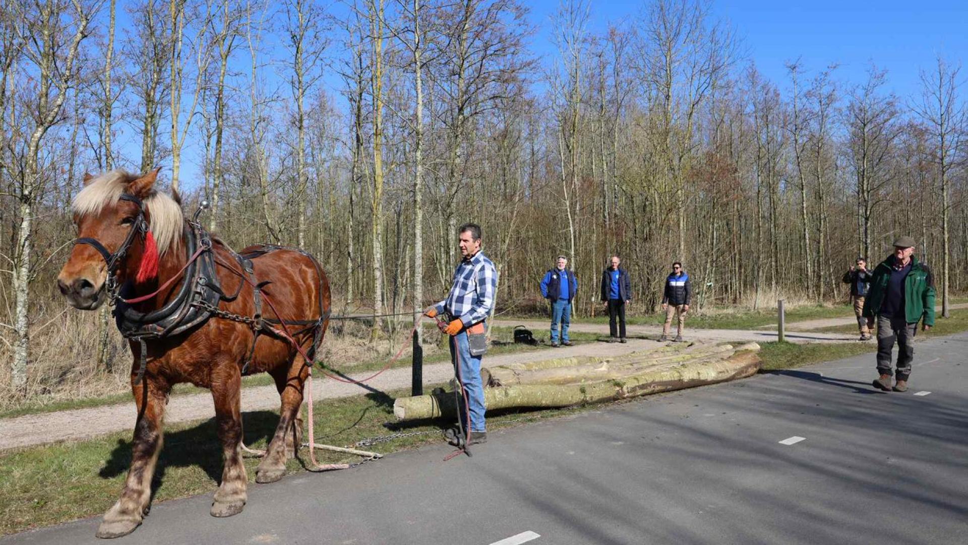 Bentwoud levert hout Zwammerdamschepen