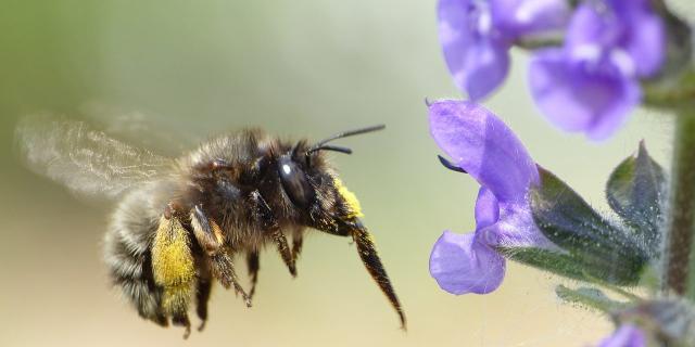 bijen-Gewone_sachembij_vrouwtje-foto-M.Reemer-e1466778108576.jpg