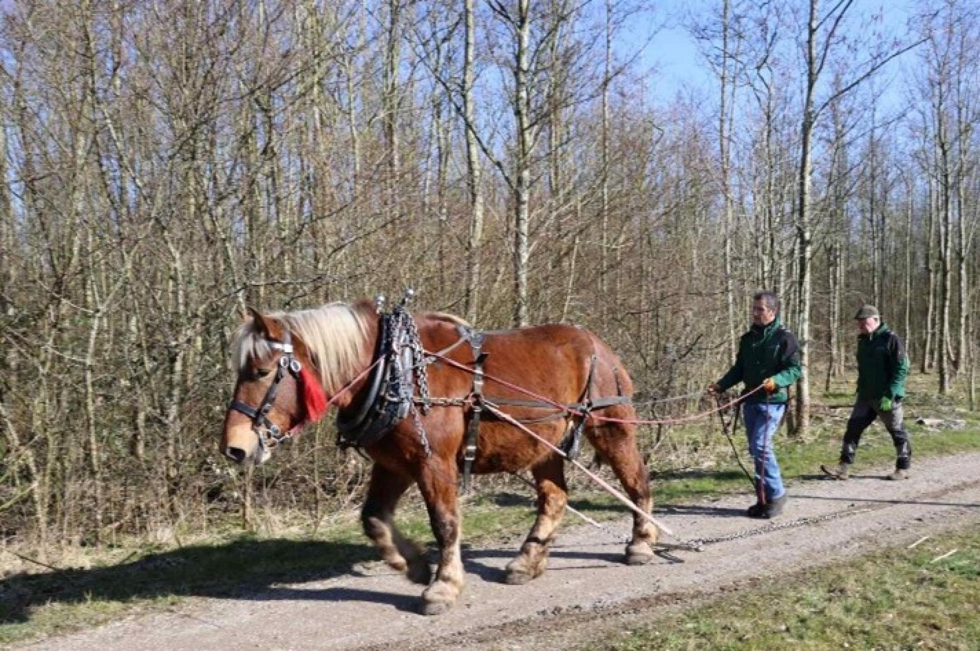 Nieuwe roeiriemen voor de Zwammerdam 2 