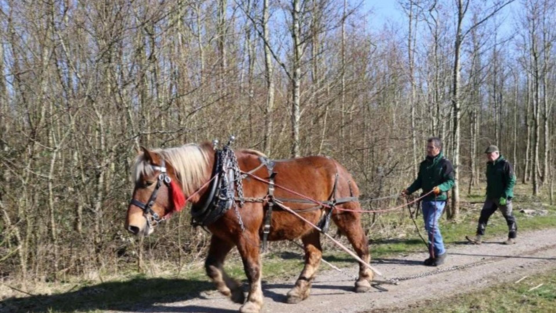 Nieuwe roeiriemen voor de Zwammerdam 2 